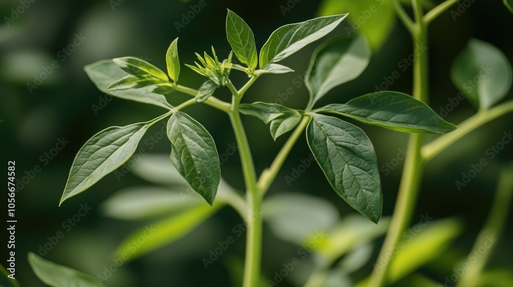 Close up of the stem and leaves of an invasive plant species showcasing its distinct features and growth characteristics Close up of the stem and leaves of an invasive plant species showcasing its distinct features and growth characteristics