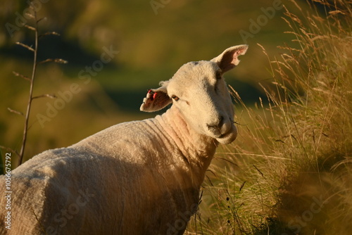 Fotografie Goat enjoying its breakfast in the morning sunlight