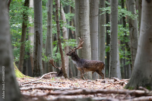 Dama dama and an important period of the year, the female rut. photo