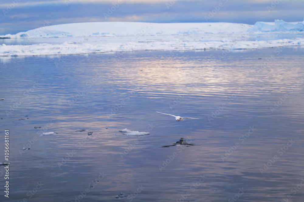 Snow petrel. Antarctica. Landscape and seascape