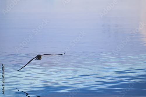 Single Cape Petrel flying. Antarctica. Landscape and seascape photo