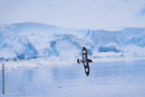 Single Cape Petrel flying. Antarctica. Landscape and seascape photo