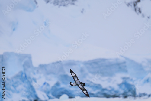 Single Cape Petrel flying. Antarctica. Landscape and seascape photo