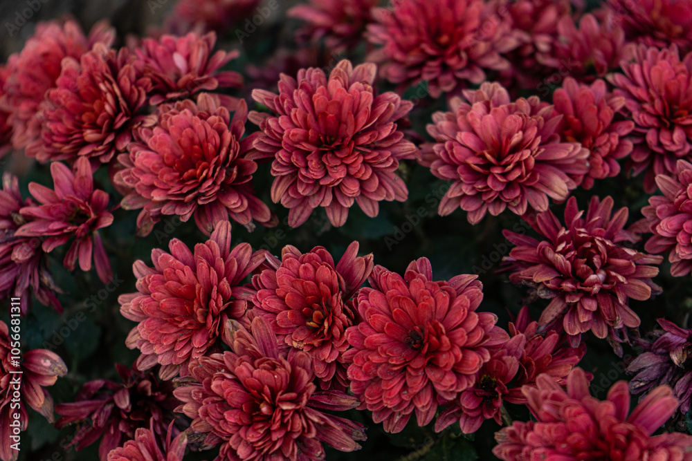 Deep red aster flowers in the garden Deep red aster flowers in the garden