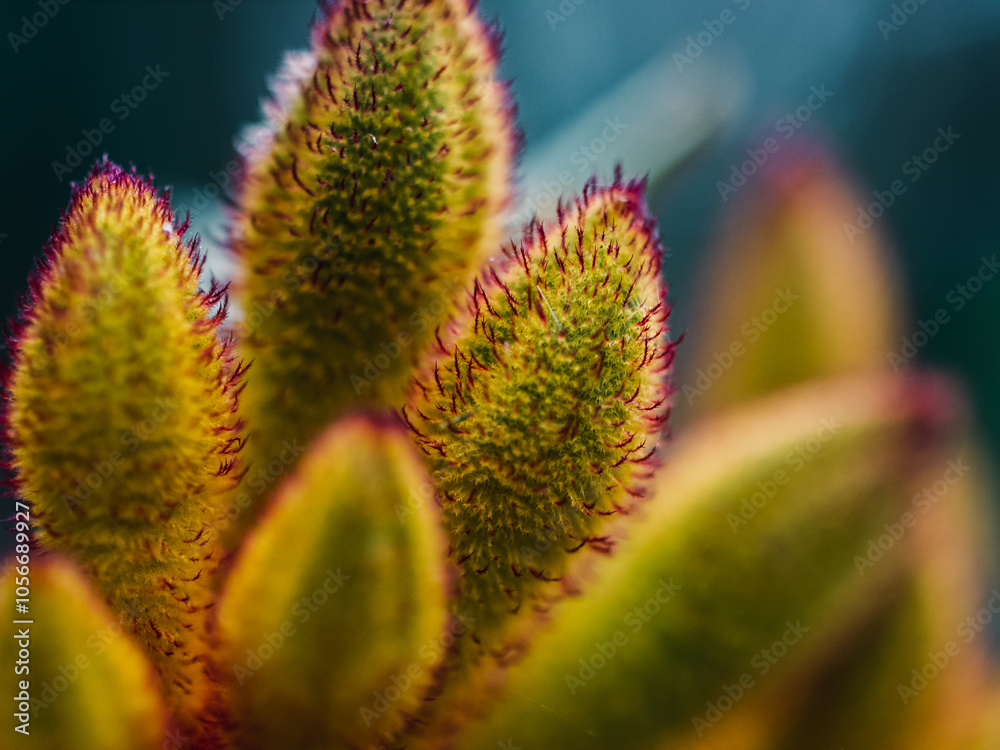 Kangaroo paw flower Kangaroo paw flower