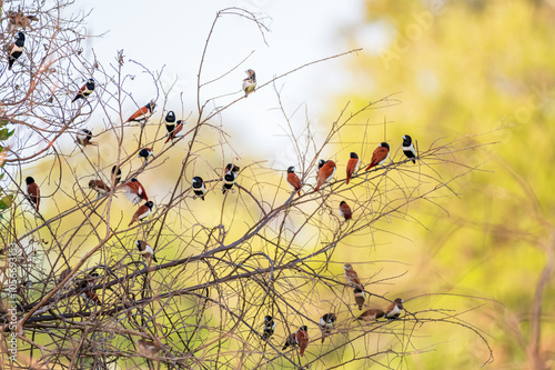 Tricoloured munias photo