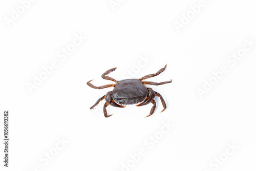 High-quality image of a freshwater crab (Gecarcinucoidea) isolated on a white background (kepiting air tawar atau Yuyu di latar belakang warna putih)