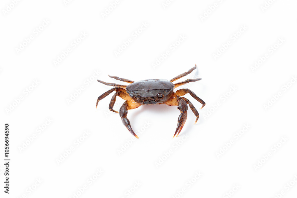 High-quality image of a freshwater crab (Gecarcinucoidea) isolated on a white background (kepiting air tawar atau Yuyu di latar belakang warna putih) High-quality image of a freshwater crab (Gecarcinucoidea) isolated on a white background (kepiting air tawar atau Yuyu di latar belakang warna putih)