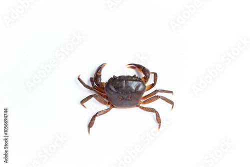 High-quality image of a freshwater crab (Gecarcinucoidea) isolated on a white background (kepiting air tawar atau Yuyu di latar belakang warna putih)