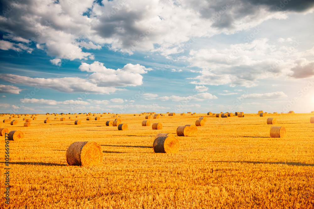 Fototapeta premium Harvesting straw bales in the agricultural field under blue sky with clouds.