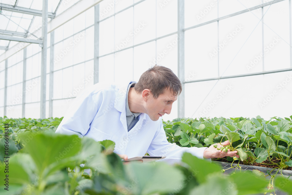 Caucasian man scientist check cultivation strawberry in modern building glass farm. Scientists using digital tablet for research plant in organic farm. Quality control for hydroponics vegetable farm. Caucasian man scientist check cultivation strawberry in modern building glass farm. Scientists using digital tablet for research plant in organic farm. Quality control for hydroponics vegetable farm.