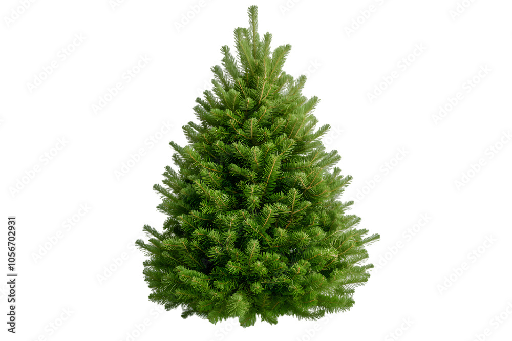 christmas tree isolated on white
