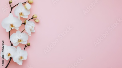 Delicate white orchid flowers on a soft pink background, creating a serene and elegant atmosphere perfect for any design.