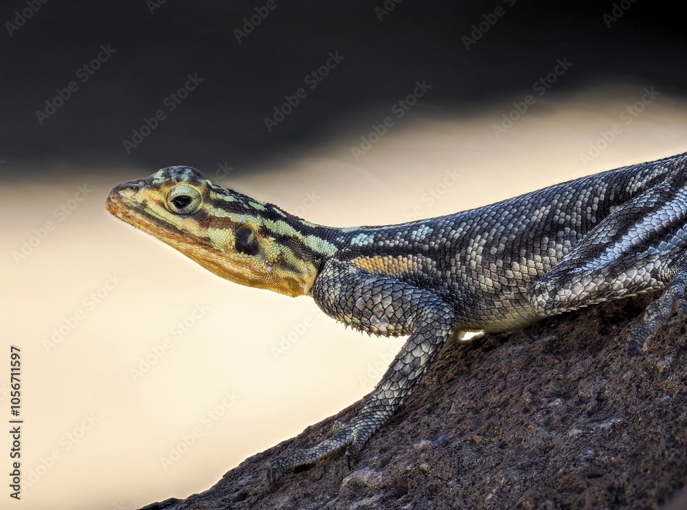 Obraz premium Namibische Felsenagame (Agama planiceps)