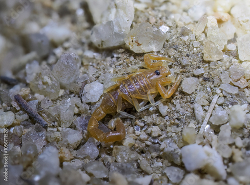 Skorpion (Parabuthus brevimanus) photo