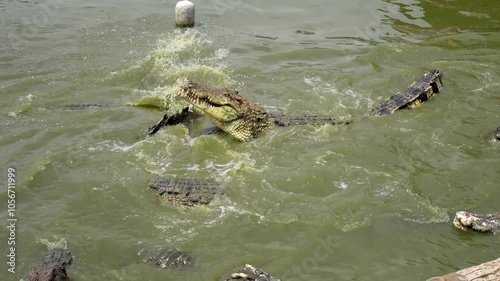 Fresh water crocodile feeding show at crocodile farm in Thailand.