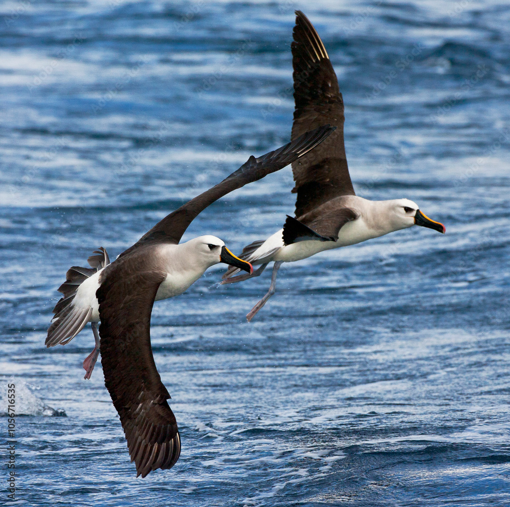 Atlantische Geelsnavelalbatros, Atlantic Yellow-nosed Albatross, Thalassarche chlororhynchos