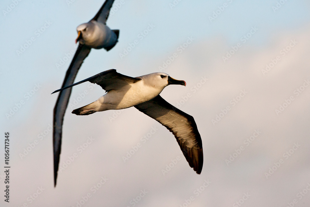 Atlantische Geelsnavelalbatros, Atlantic Yellow-nosed Albatross, Thalassarche chlororhynchos