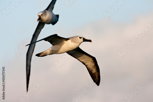 Obraz na płótnie Atlantische Geelsnavelalbatros, Atlantic Yellow-nosed Albatross, Thalassarche chlororhynchos w salonie
