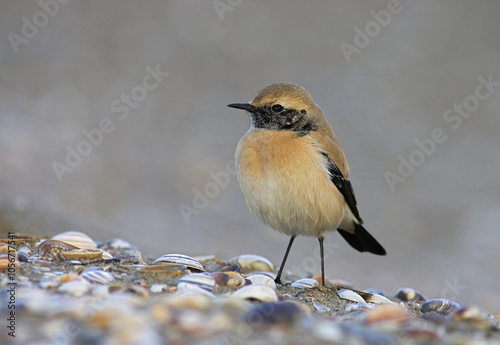 Foto First winter male Desert Wheatear (Oenanthe deserti) in the Netherlands