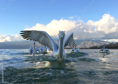 Obraz na płótnie Dalmatian Pelican in Greece. w salonie