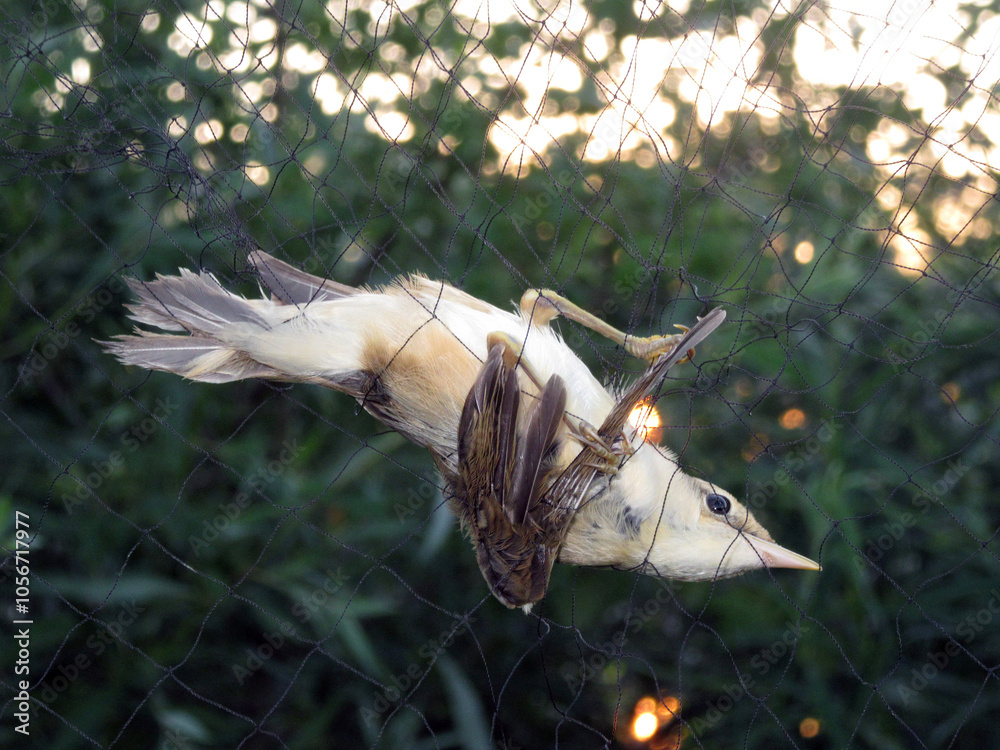 Eurasian Reed Warbler caught in mist nest