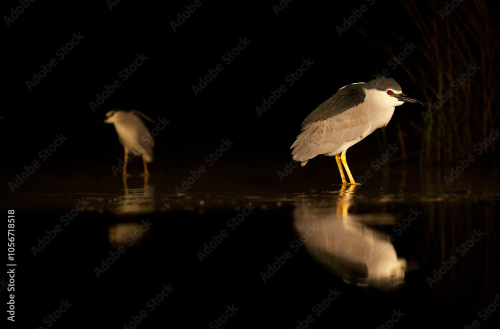 Black-crowned Night Heron at night in Hungary.