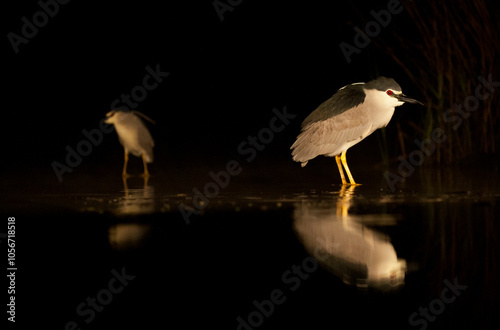 Obraz na płótnie Black-crowned Night Heron at night in Hungary. w salonie