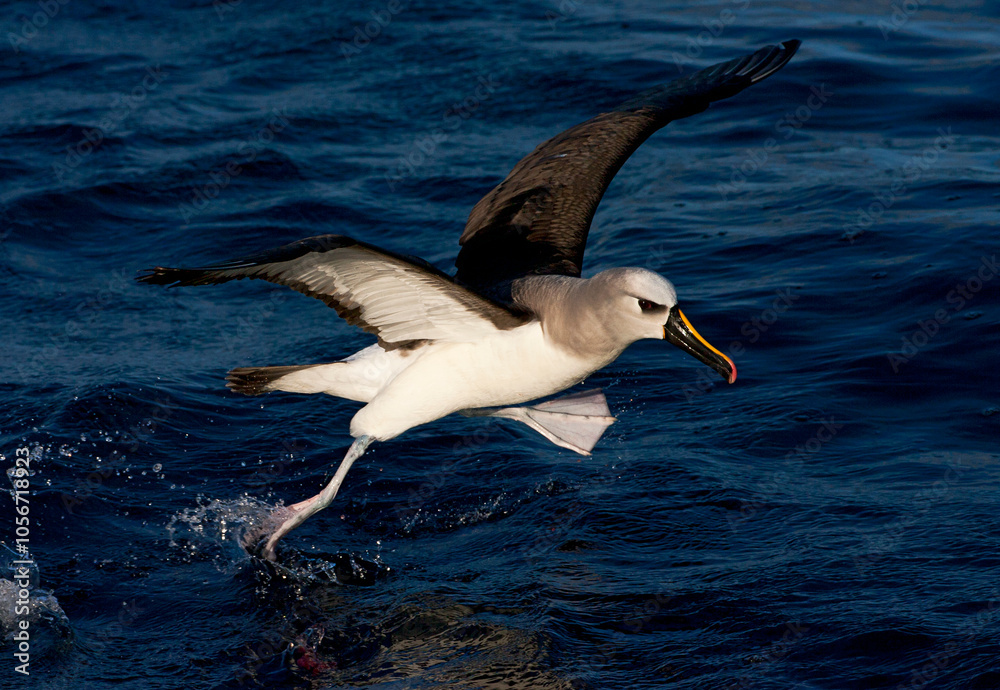 Atlantische Geelsnavelalbatros, Atlantic Yellow-nosed Albatross, Thalassarche chlororhynchos