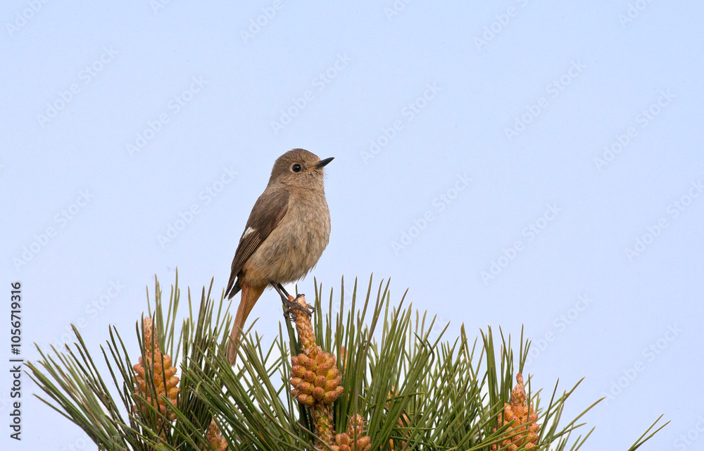 Female Daurian Redstart in China.