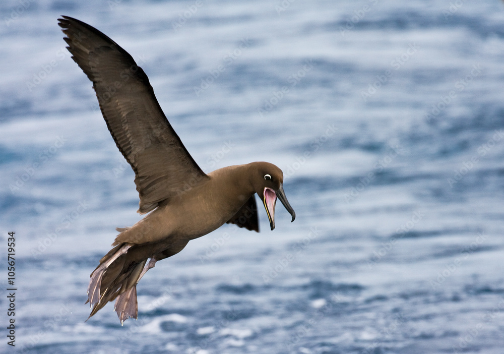 Sooty Albatross landing on the water near Gough in the Atlantic Ocean.