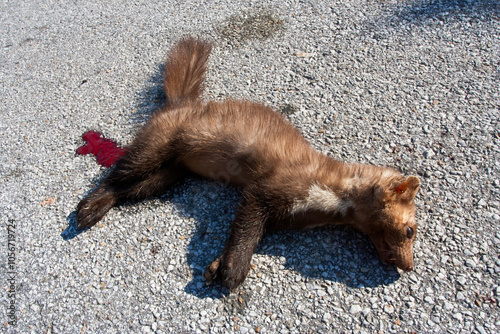 Quadro su tela Beech Marten as roadkill on Lesvos, Greece.