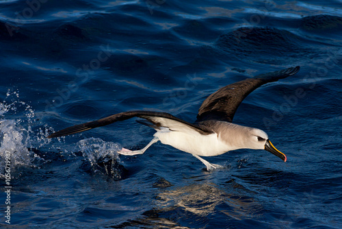 Obraz na płótnie Atlantische Geelsnavelalbatros, Atlantic Yellow-nosed Albatross, Thalassarche chlororhynchos w salonie