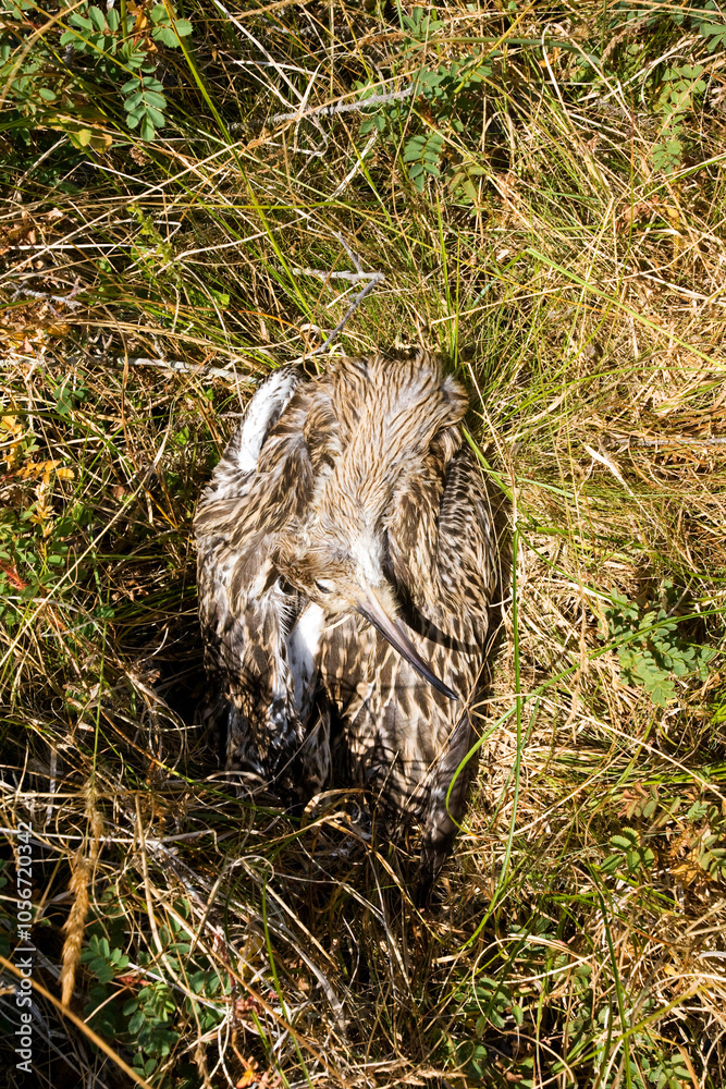Dead Eurasian Curlew on Texel, Netherlands.