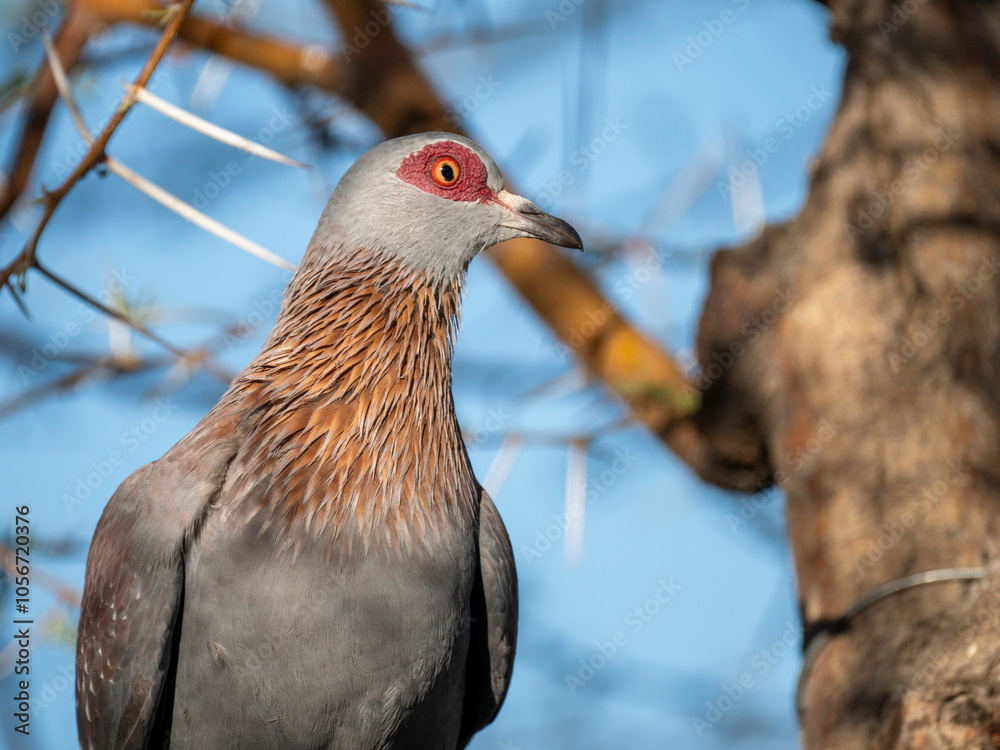 Fototapeta premium Guineataube (Columba guinea)