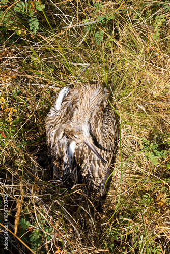 Dead Eurasian Curlew on Texel, Netherlands. photo