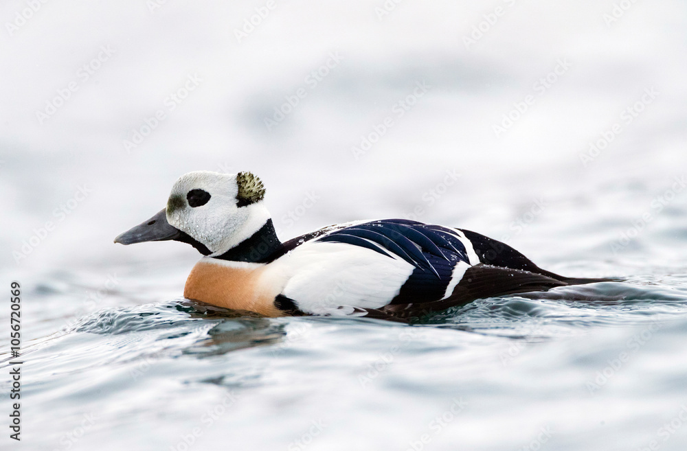 Male Steller's Eider swimming seen from the side.