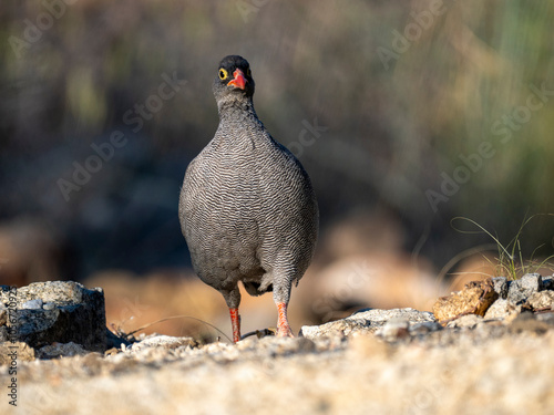 Rotschnabelfrankolin (Pternistis adspersus) photo