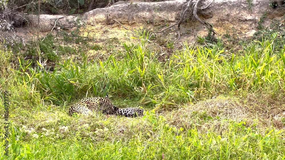 Jaguar mom and baby playing in cheerful moment. Brazil animal. Jaguar mom and baby playing in cheerful moment. Brazil animal.