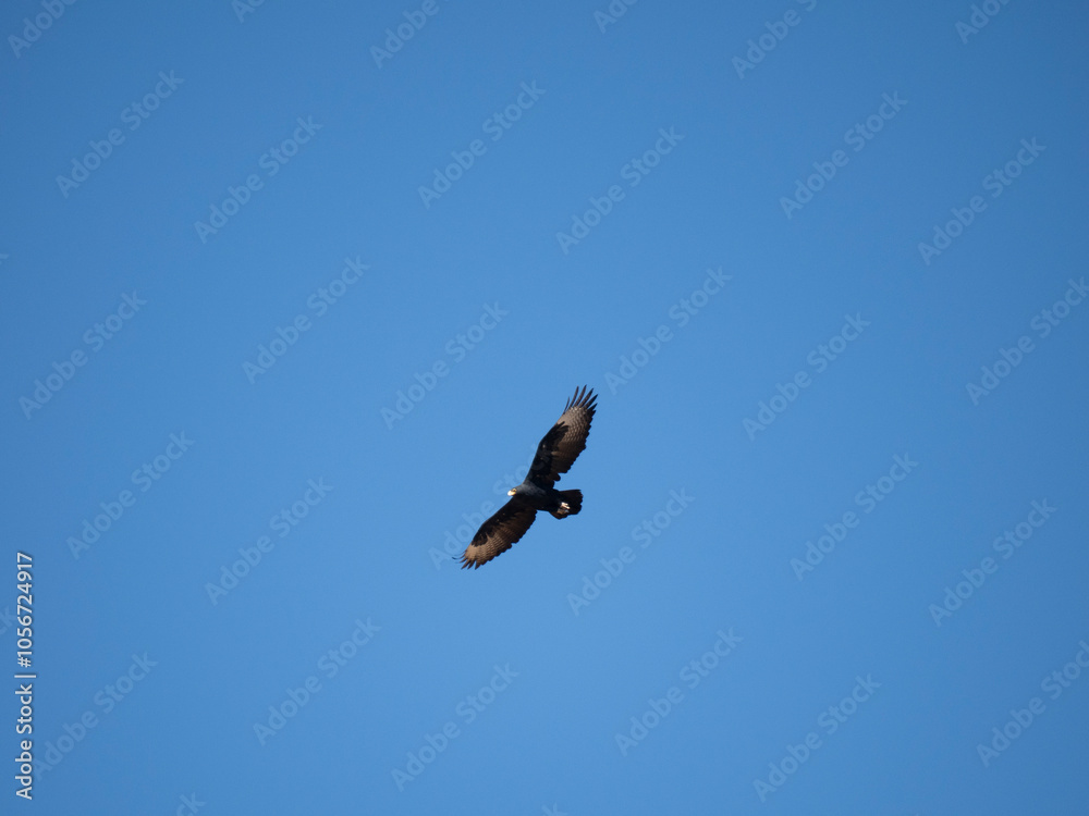 Klippenadler (Aquila verreauxii), Kaffernadler, Felsenadler Klippenadler (Aquila verreauxii), Kaffernadler, Felsenadler