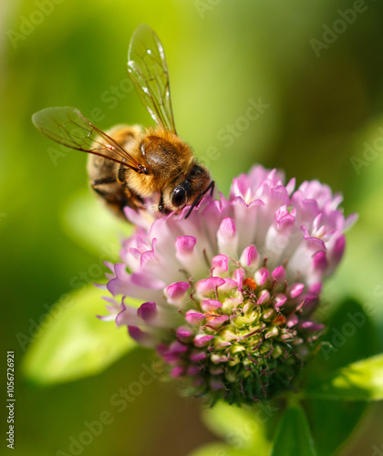 Bee on a pink clover flower. Macro