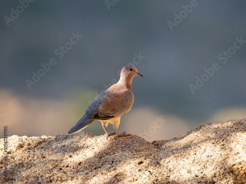 Palmtaube (Spilopelia senegalensis) photo