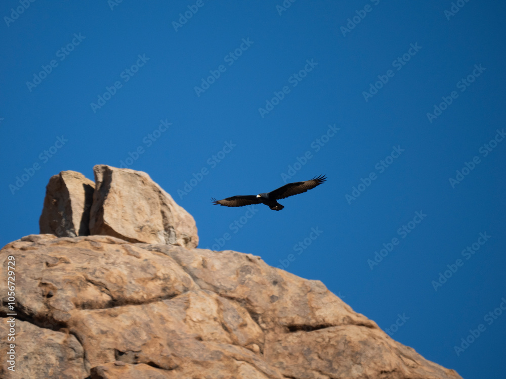 Klippenadler (Aquila verreauxii) Klippenadler (Aquila verreauxii)