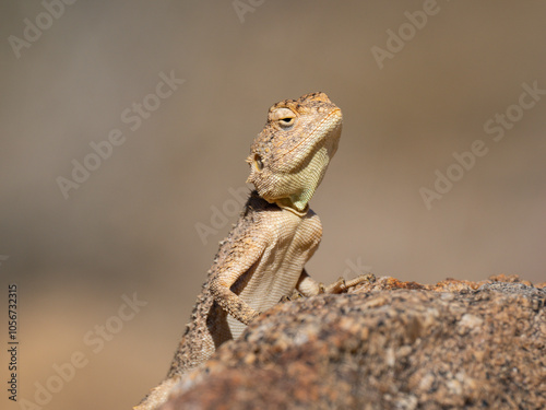 Krötenkopfagame (Agama aculeata)