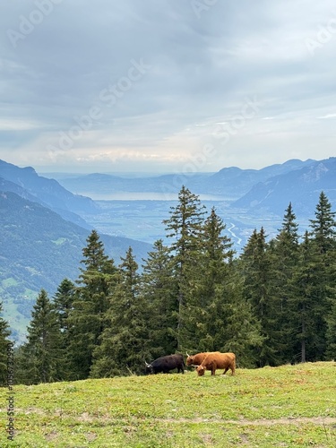 cows on a meadow