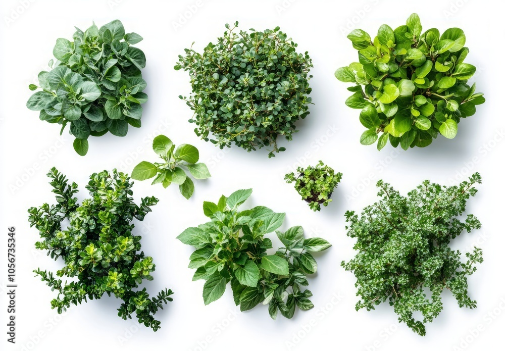 Vibrant Green Plants Collection Vibrant Green Plants Collection