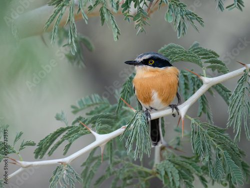 Priritschnäpper (Batis pririt) photo