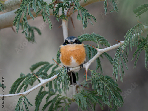 Priritschnäpper (Batis pririt) photo