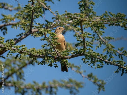 Lerchenammer (Emberiza impetuani) photo