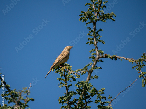 Angolagirlitz (Crithagra atrogularis)